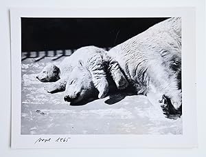 Walter Vogel, Originale Fotografie Eisbären, 1965