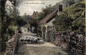 Ansichtskarte / Postkarte Barnstaple Devon England, A Devonshire Lane, Schafe