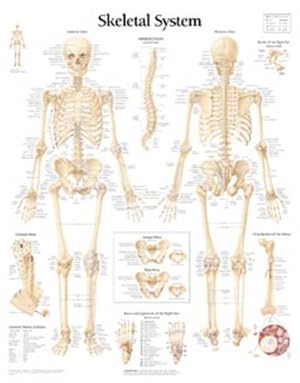 Seller image for Skeletal System Laminated Poster (Paperback) for sale by Grand Eagle Retail