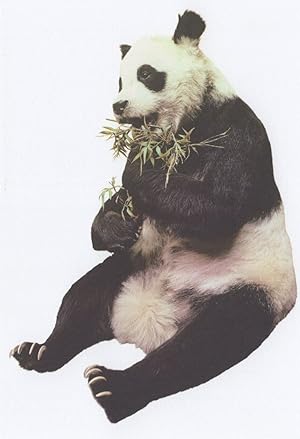 Chi Chi Giant Panda London Zoo Natural Museum Postcard