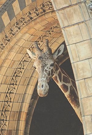 Bild des Verkufers fr Giant Giraffe London Natural History Museum Specimen Postcard zum Verkauf von Postcard Finder