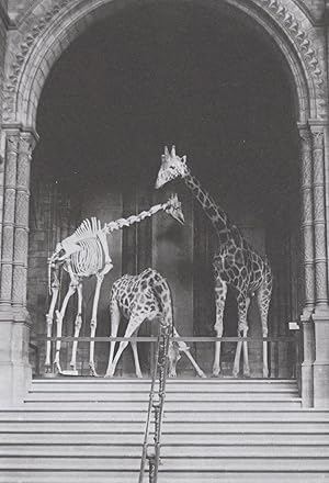 Antique Giraffe Skeleton London Natural Museum Postcard