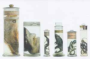 Charles Darwin Centre Rare Zoological Samples Specimens Postcard