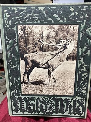 Imagen del vendedor de Wald und Wild. 16 montierte farbige Tafeln mit Tierabblungen von Wilhelm Kuhnert, 16 Kunsttafeln mit Tierzeichnungen von Franz Roubal, 337 Tiefdruckabbildungen auf 68 Tafeln a la venta por bookmarathon