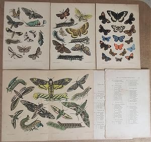 4 Chromolithographies La Chasse aux Papillons [extraites de Les Papillons de France - Paris, J. R...