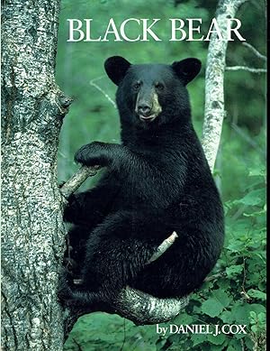 Black Bear