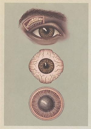 Seller image for Human Eye Lacrimal Gland Eye Muscles Iris Pupil Postcard for sale by Postcard Finder