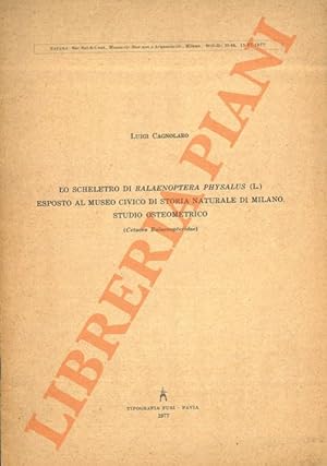 Lo scheletro di Balaenoptera physalus (L.) esposto al Museo Civico di Storia Naturale di Milano. ...