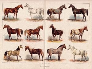 Imagen del vendedor de Pferderassen. 12 Darstellungen auf einem Blatt. Farbige Lithographie. a la venta por Antiquariat Heinz Tessin