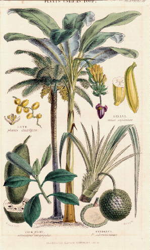 4 Darstellungen auf einem Blatt : Date (Phoenix dactylifera); Banana (Musa sapientum); Jack Fruit...