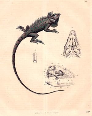 Kamm-Eidechse (Leguan Iguane tubercolata). Kolorierte Lithographie aus : Buch der Welt.