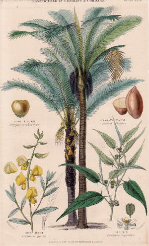 4 Darstellungen auf einem Blatt : Gomuti Palm (Arenga aecharifera); Piassava Palm (Attalea funife...