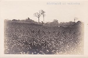 8 Original-Photographien aus der deutschen Kolonialzeit in Kamerun. Historische Photographien mit...