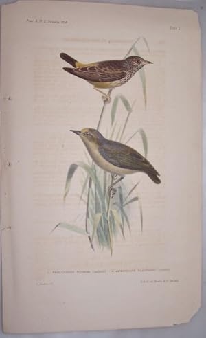 Pholidornis Rushiae [Cassin] & Aegithalus Flavifrons [Cassin] [Birds Color Lithograph] Plate 1