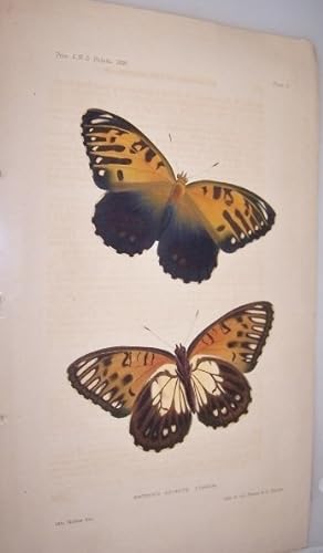 Argynnis Astarte Fisher [Butterfly Color Lithograph] Plate 2