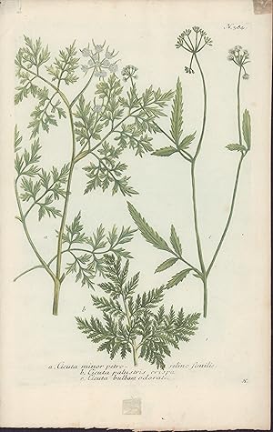 a. Cicuta moinir petroselino fimilis. b. Cicuta palustris crispa. c. Cicuta bulbosa odorata. - [S...