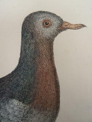 Wilde Taube. Altkolorierter Kupferstich von Eleazar Albin aus: Natural History of Birds. 1735. 25...