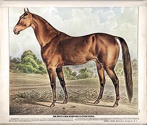 Racehorse Knickerbocker, Middletown, Orange County, NY 1875 Color Giclee Print