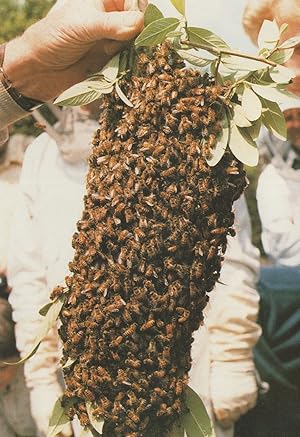 Image du vendeur pour Brave Man Holding 15,000 Bees In His Hand Bee Swarm Postcard mis en vente par Postcard Finder