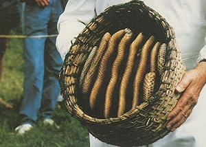 Beekeeping Operations Straw Bee Hive Skep Combs Bees Postcard