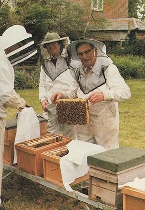 Beekeeping Operations Bees Bee Colony Hive Transfer Nucleus Postcard
