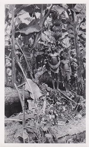 Original-Photographie von der Bananenpflanzung in Kamerun. Historische Original-Photographie mit ...