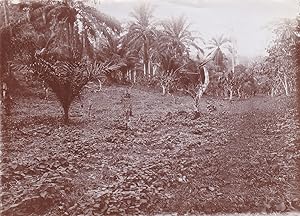 7 Original-Photographien aus der deutschen Kolonialzeit in Kamerun. Historische Photographien mit...