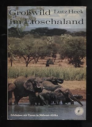 Seller image for Grosswild im Etoschaland : Erlebnisse mit Tieren in Sdwestafrika. Mit 31 Aufn. d. Verf. / Bunte leuchtende Welt for sale by Versandantiquariat Ottomar Khler