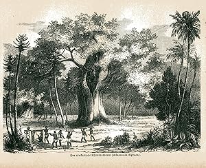 Bild des Verkufers fr Der afrikanische Affenbrotbaum (Adansonia digitata). Lithographie zum Verkauf von Antiquariat Kastanienhof