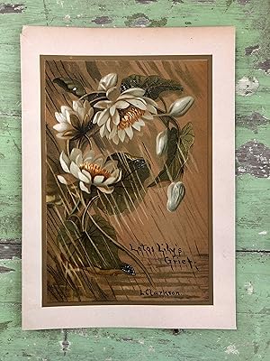 Immagine del venditore per Plate from ?Violet among the Lilies? by L. Clarkson venduto da Under the Covers Antique Books