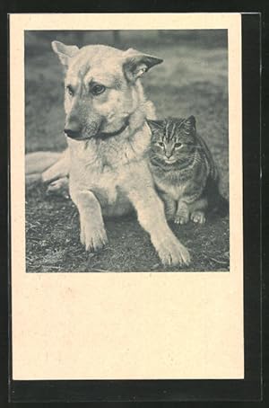 Ansichtskarte Tierfreundschaft zwischen Schäferhund und Katze
