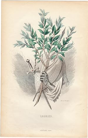 Antique Print-FLOWERS PERSONIFIED-LAUREL-LAURIER-KNIGHT ARMOUR-Grandville-1852