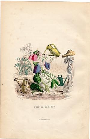 Antique Print-FLOWERS PERSONIFIED-WOMEN-SWEET PEA-LATHYRUS-Grandville-1852
