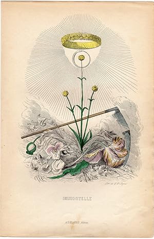 Antique Print-FLOWERS PERSONIFIED-STRAWFLOWER-IMMORTAL-ETERNITY-Grandville-1852