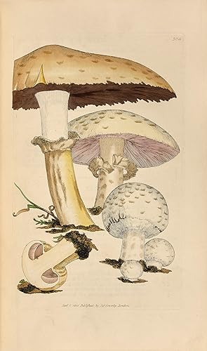 Coloured figures of English Fungi or Mushrooms