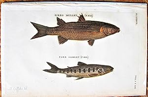 Antique Copperplate Engraving. Fish- Gregg Mullet and Parr Samlet .