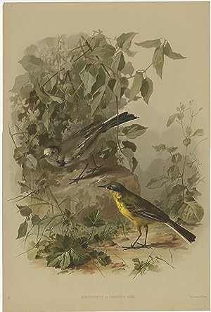 Antique Bird Print of Wagtails by Lemercier & Cie (c.1890)