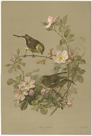 Antique Bird Print of Finches by Lemercier & Cie (c.1890)