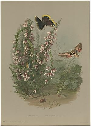 Antique Print of various Plants and Butterflies by Lemercier (c.1890)