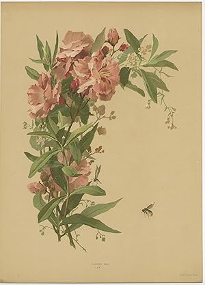 Antique Print of an Oleander Plant and Insects by Lemercier (c.1890)