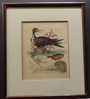 Manofwar-Bird and The Chinees (Chinese) Fish