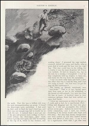 Image du vendeur pour Mr. J. Barton's Grizzly Bear : Barton is a well-Known Western Hunter & Guide. Some years ago a showman offered him eight hundred dollars if he could obtain a live, uninjured grizzly bear. An uncommon original article from the Wide World Magazine, 1916. mis en vente par Cosmo Books