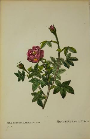 "Rosa Muscosa Anemone-Flora - Mousseuse de la Fleche",