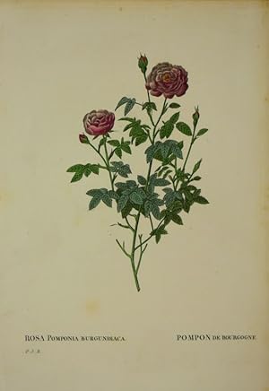 "Rosa Pomponia Burgundiaca - Pompon de Bourgogne",