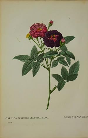 "Gallica Purpurea Velutina, Parva - Rosier de Van-Eden",