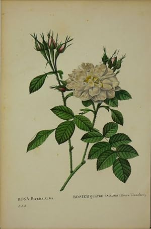 "Rosa Bifera Alba - Rosier Quatre Saisons (fleurs blanches)",
