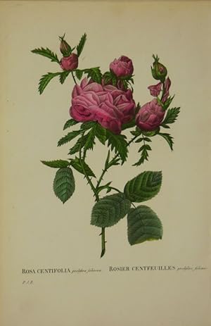 "Rosa Centifolia prolifera foliacea - Rosier Centfeuilles prolifere foliacé",