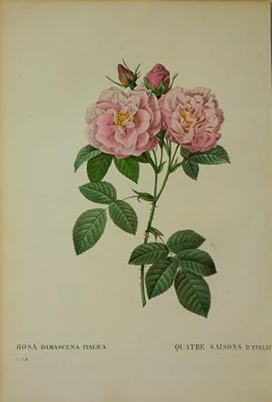 "Rosa Damascena Italica - Quatre Saisons D' Italie",