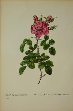 "Rosa Bifera Variegata - Quatre Saisons (feuilles panachées)",