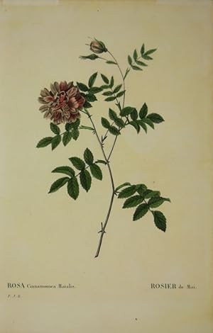 "Rosa Cinnamomea Maialis - Rosier de Mai",